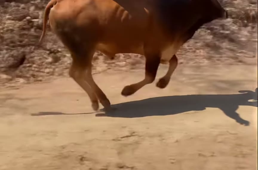 Salto Sobre o Touro